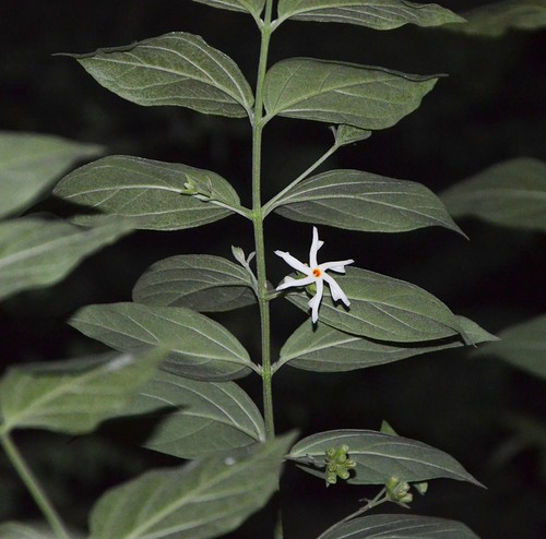 Murowa diamonds vacancies 2017