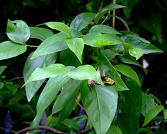 Franchi affinity shim kit