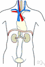 Endocrinosis