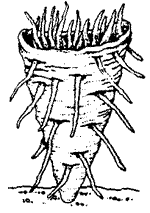 Invertebrate fossils moore lalicker fischer