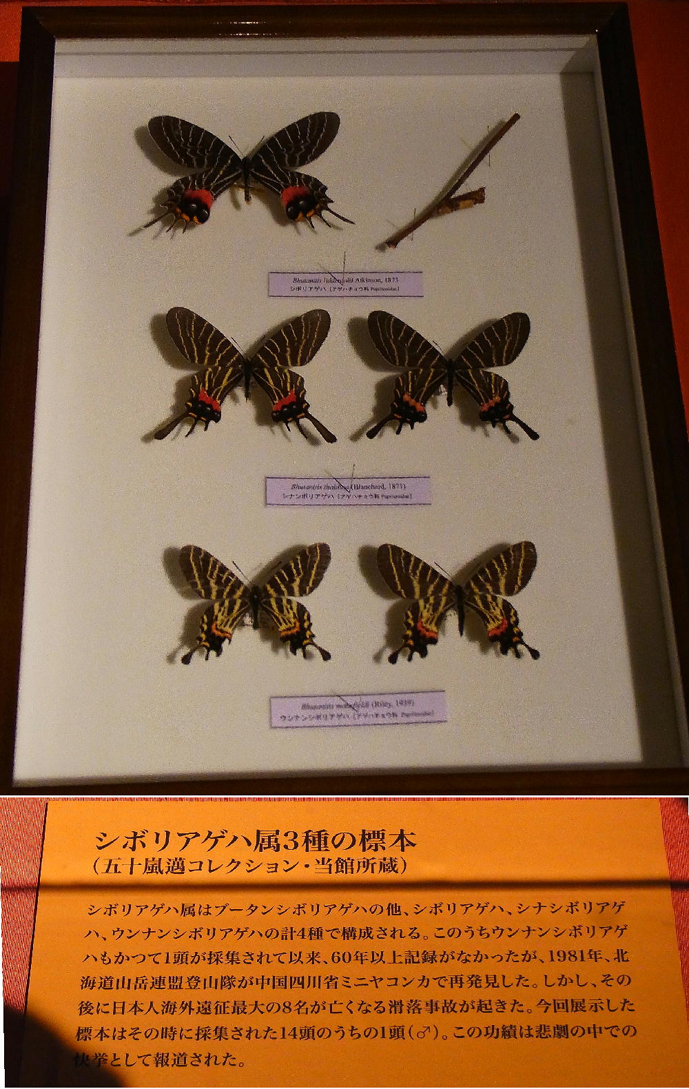 Invista dibasic ester