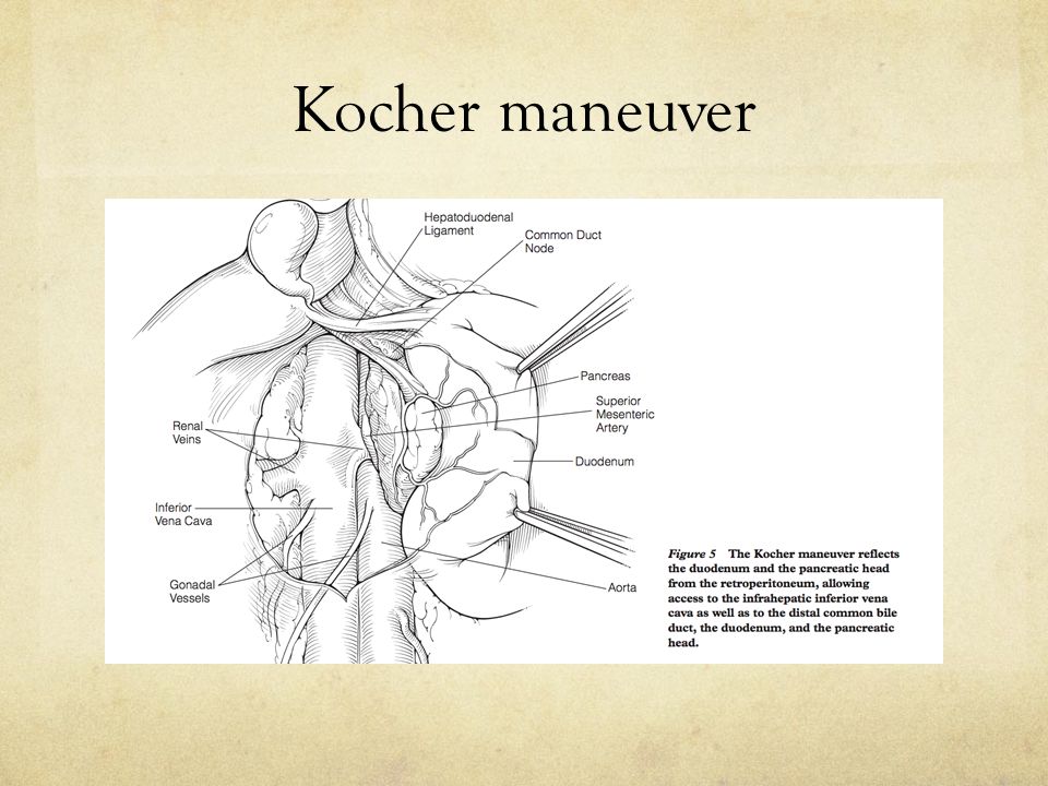 Resnick amsterdam leshner