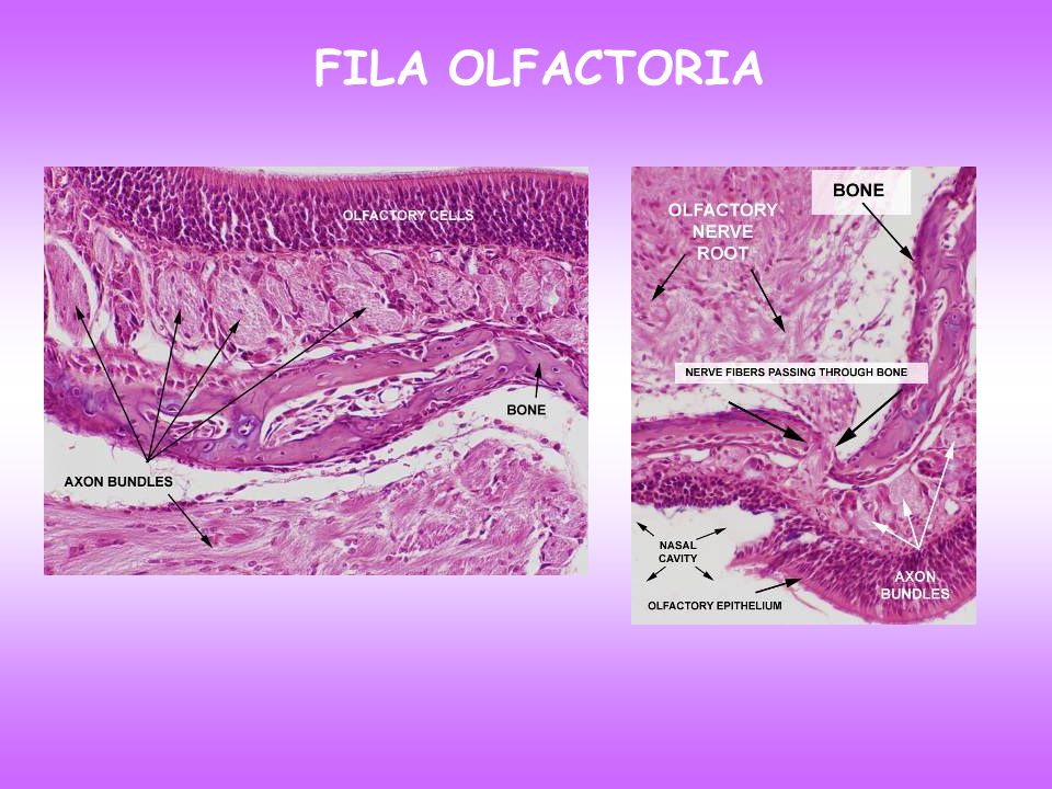 Fila olfactoria histology