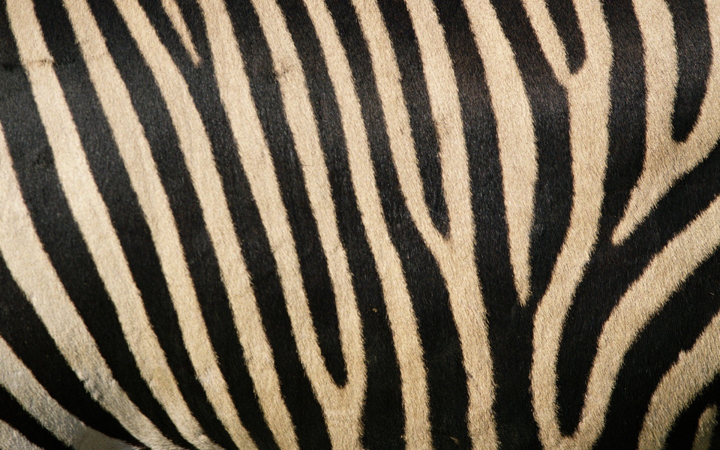 Hiu penjemur