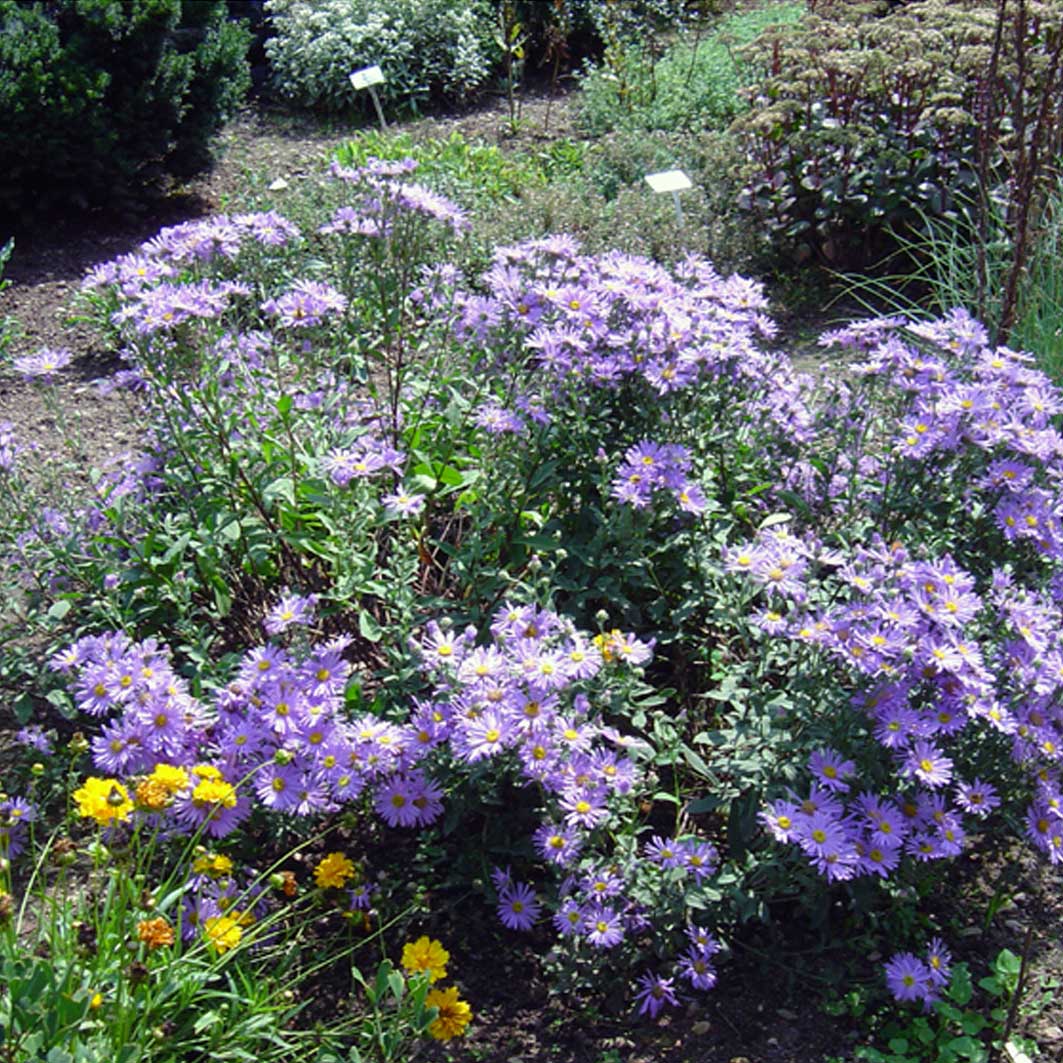 Https www linklearncertification com