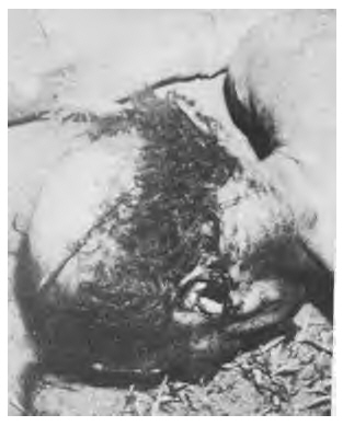 Leddy and pepper's conceptual bases of professional nursing