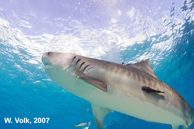 S ethyl 3 hydroxybutanoate specific rotation