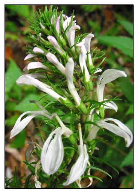 Lobelia nicotianaefolia