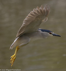 Cuaco cimarron