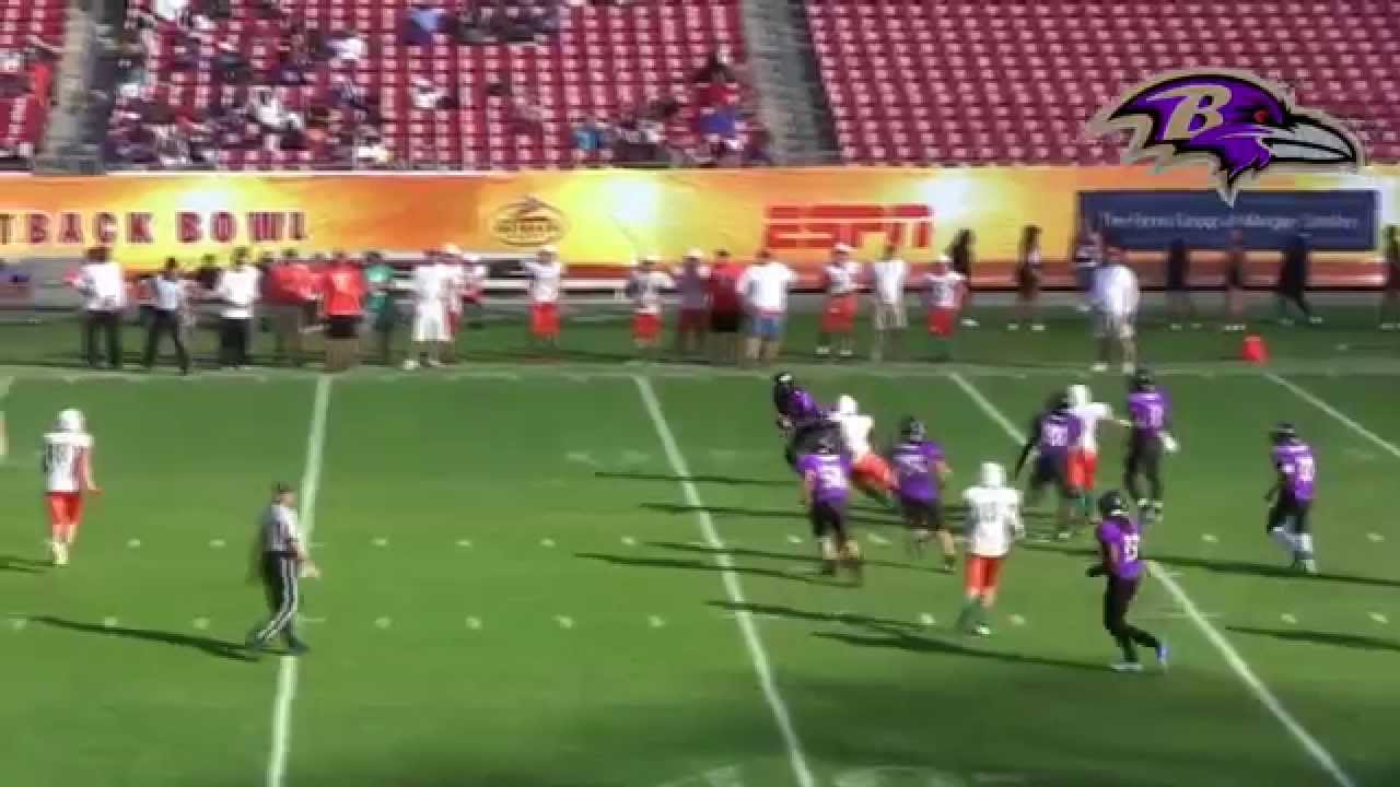 Tbyfl dolphins