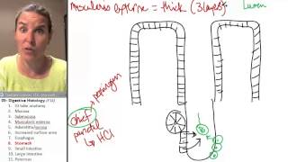 Metromenorrhagia | definition of metromenorrhagia by ...