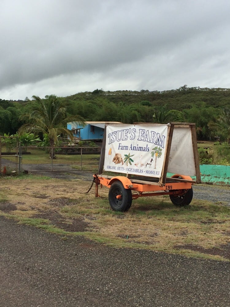 Turtle Snorkel and Circle Island Tour, Honu Hawaii Activities